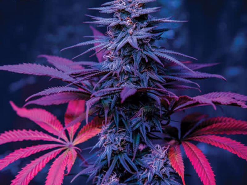 Purple Kush (Single)