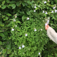 Ísskápurinn (Single)