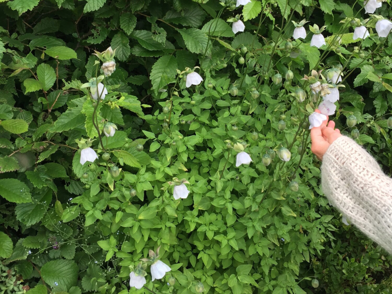 Ísskápurinn (Single)