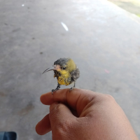 Aku hanya janda (Single)