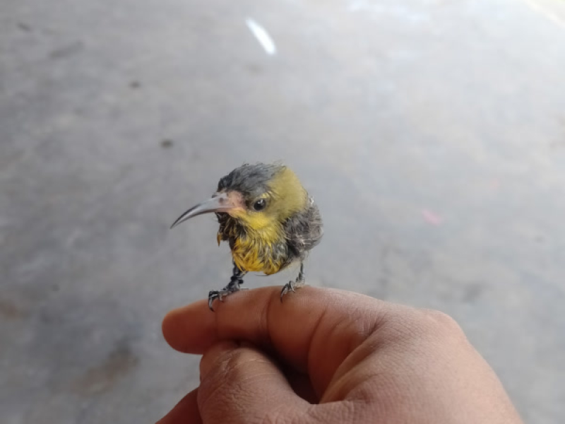 Aku hanya janda (Single)