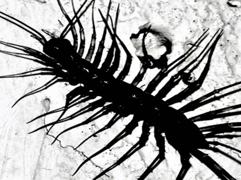 PINK WITCH / LESSON (Single)