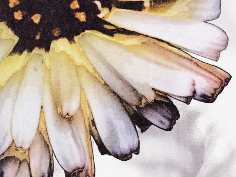 luz d limon (Single)