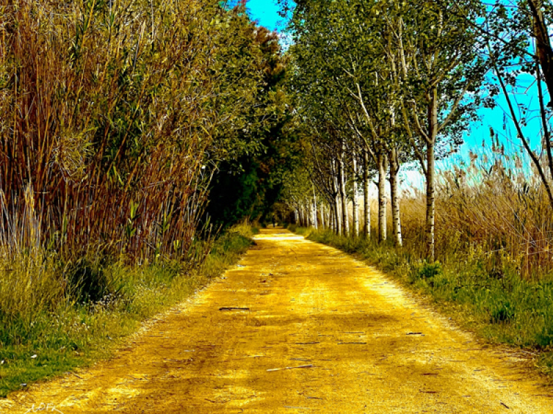 Second Nature (Single)