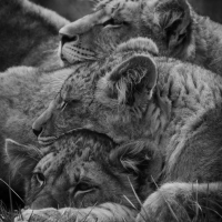 Mother's love (Single)