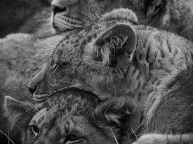 Mother's love (Single)