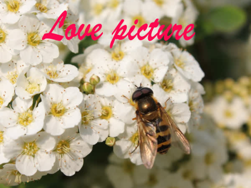Love Picture (EP)