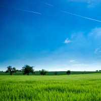 PERSIB JUARA (Single)