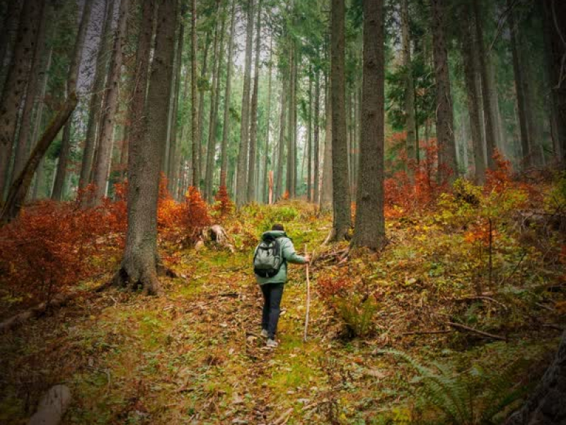 Relaxing Sound of Walk in Forest to Relieve Anxiety and Relax (Single)