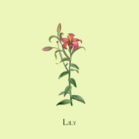 Lily (Single)