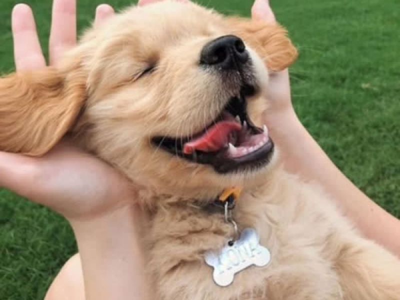 내 이름은 강아지