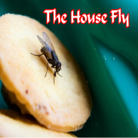 The House Fly (Single)