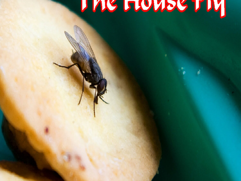 The House Fly (Single)