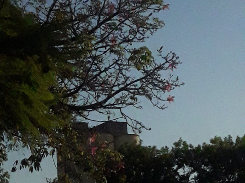 Cielo Celeste (Single)