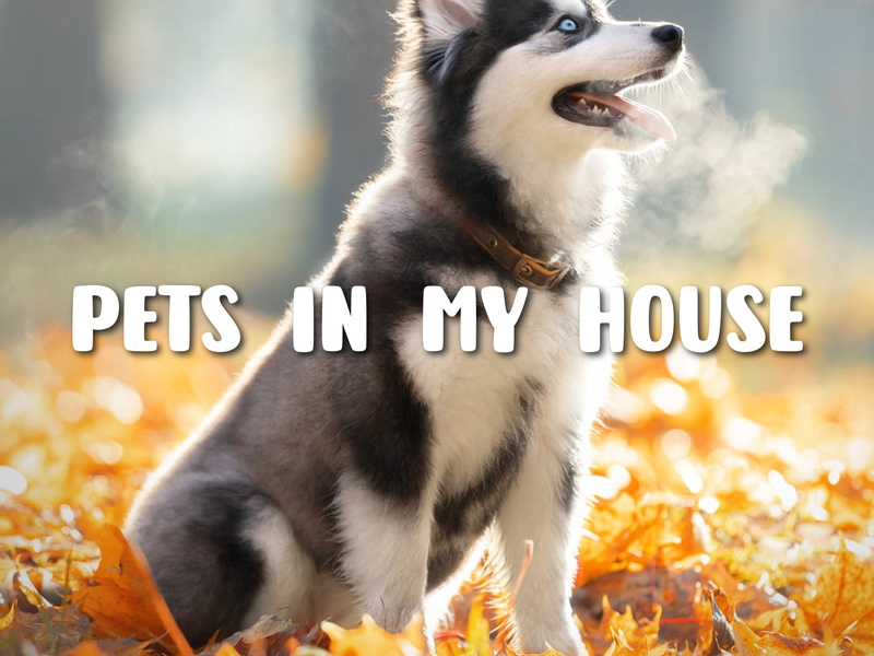 Pets In My House (Single)