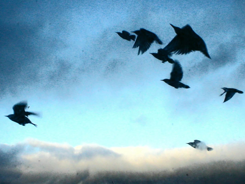 This Is Alaska (Single)