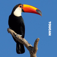 Toucan (Single)