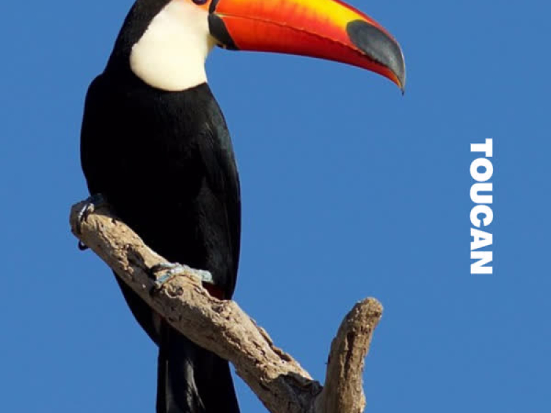 Toucan (Single)