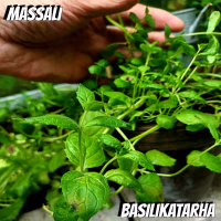 Basilikatarha (Single)