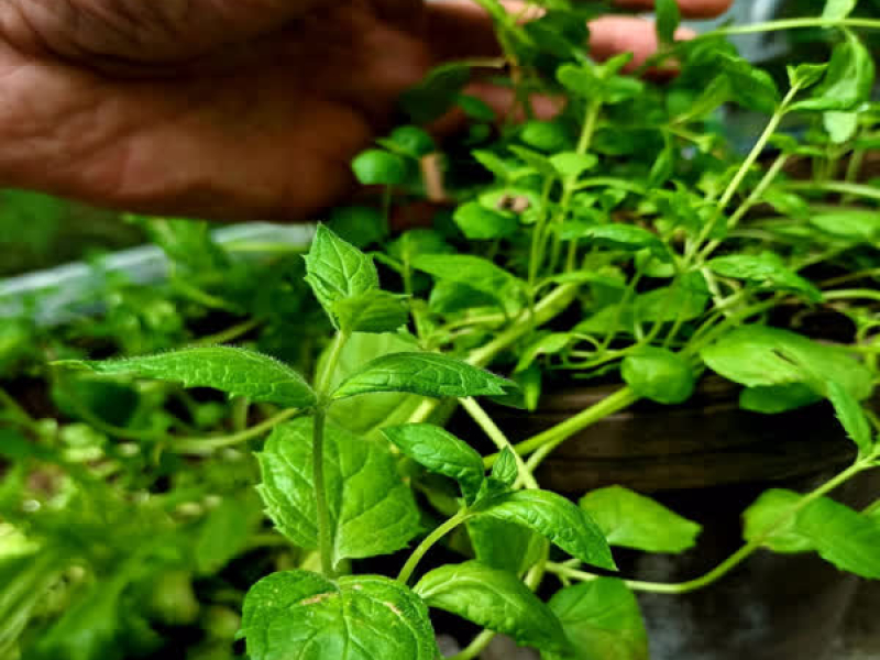 Basilikatarha (Single)