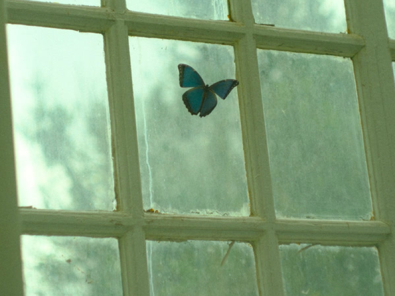 butterflies (Single)