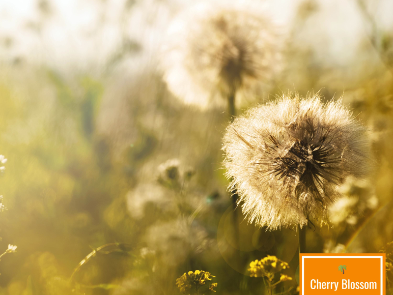 Flower of Hope (Single)