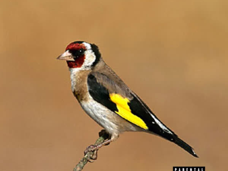 EL PAJARERO (Single)