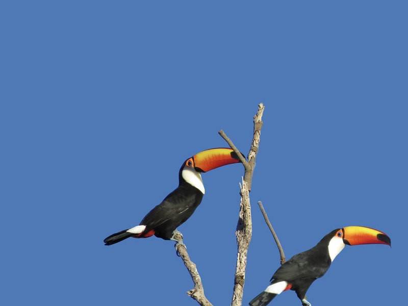 van der valk (Single)