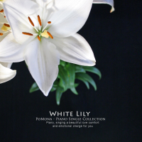 White Lily (Single)