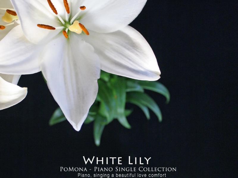 White Lily (Single)