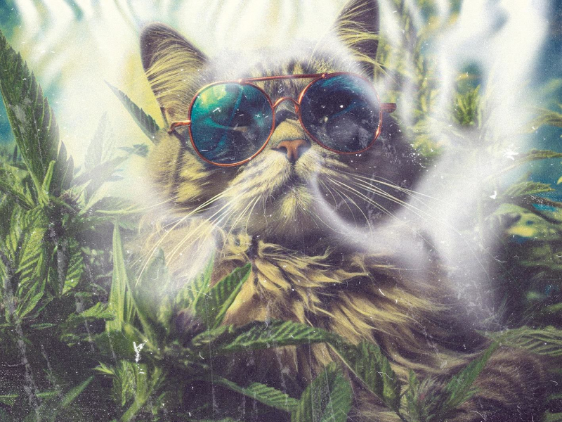 Kissanminttuu (Single)