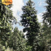 Woods of Spring (Single)