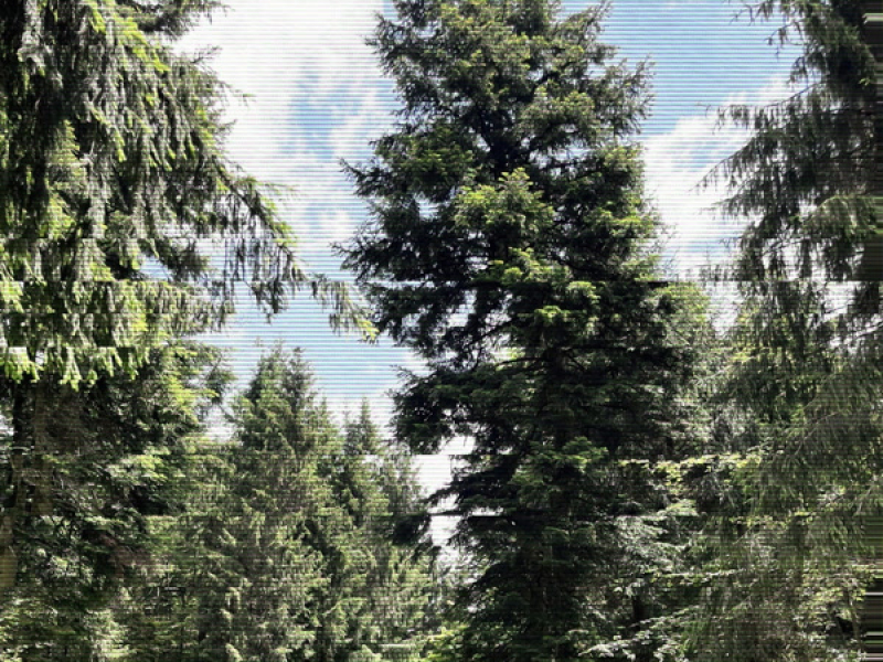 Woods of Spring (Single)