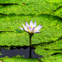 Грейс Достаточно