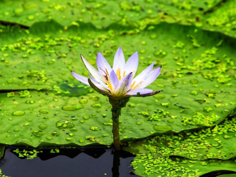 Грейс Достаточно