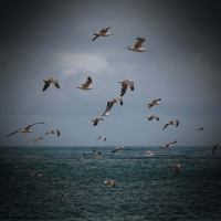 Sea Waves and Seagulls Sounds for Stress Relief (Single)