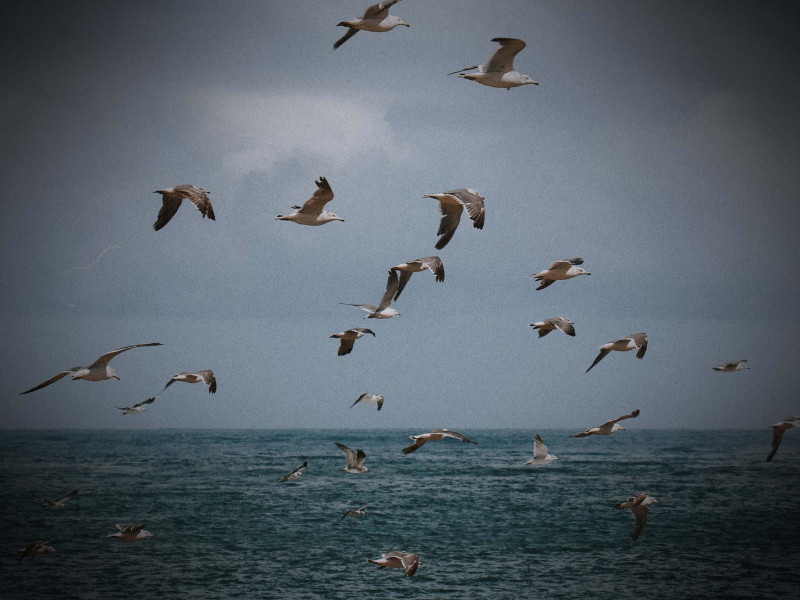 Sea Waves and Seagulls Sounds for Stress Relief (Single)