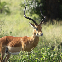 Chasse gardée (Single)