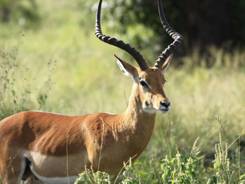 Chasse gardée (Single)