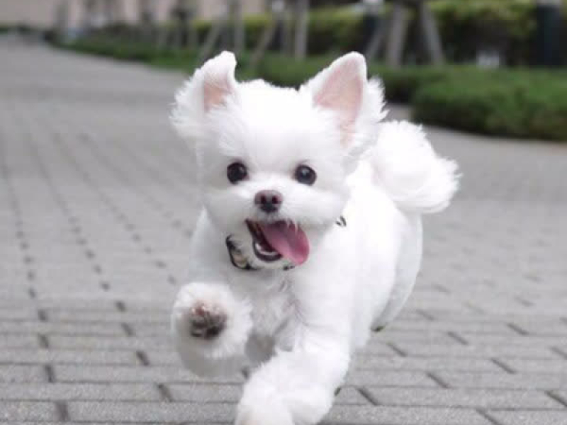 사랑스러운 강아지