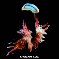 I Found You (Grafix Remix) (Single)