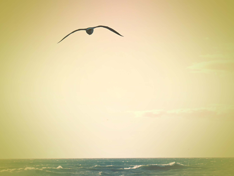 Seagulls and Ocean Waves for Creative Thinking and Deep Focus (Single)