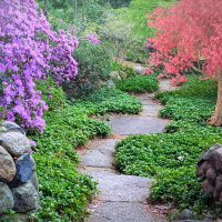 Garden of Silence (Single)