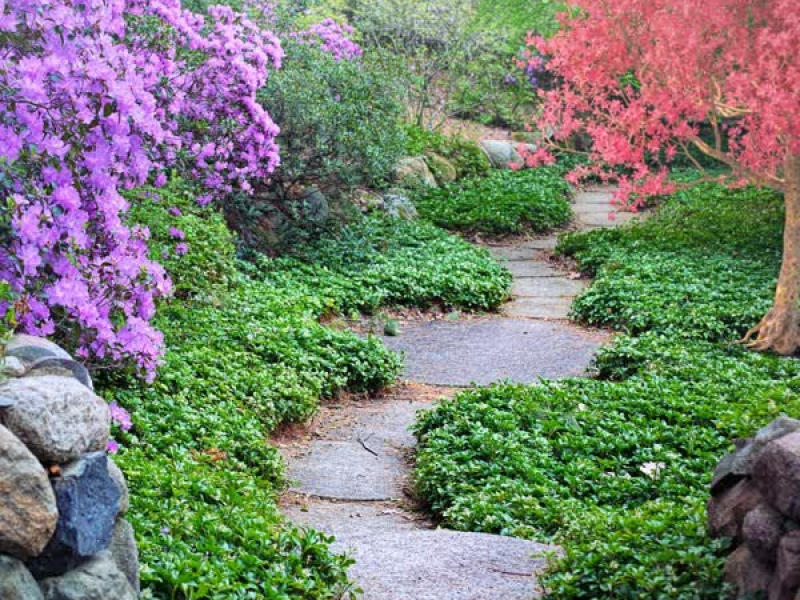 Garden of Silence (Single)