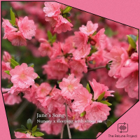 Jane’s Song (Single)