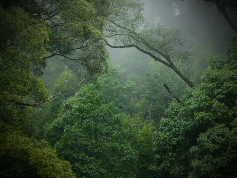 Stress Relief with Amazon Rainforest Sounds and Singing Birds (Single)