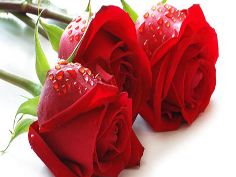 3 Bloody Roses (Single)