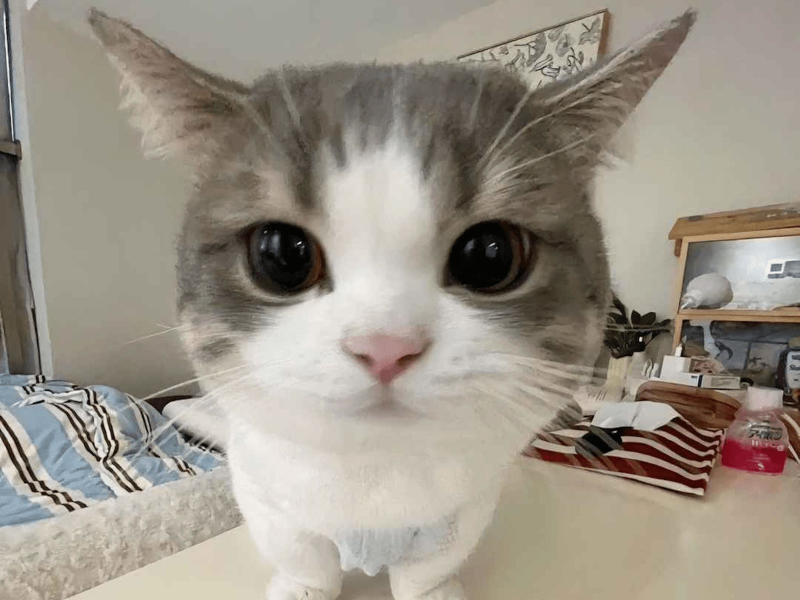 Four Rules (feat. The Game. Snoop Dogg & Juicy J) (Single)