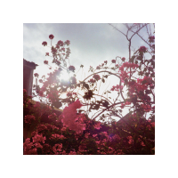 bloom (Single)