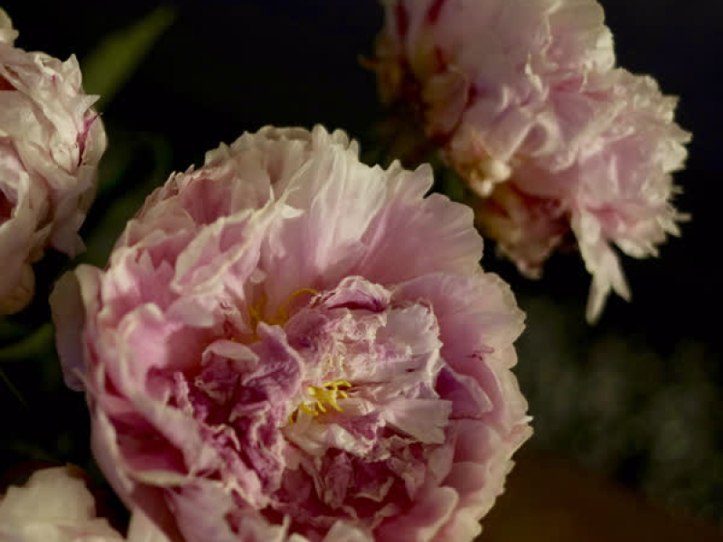 Deadheading Trance (Single)